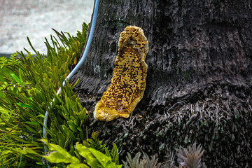 honeycomb of bees clinging to the lower trunk of a coconut tree in a garden