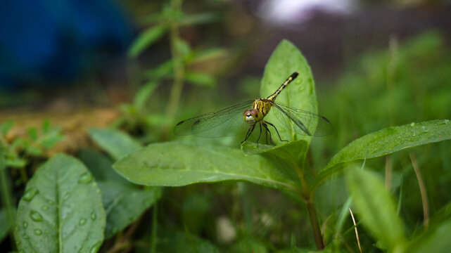 Dragonfly at Rest: A Peaceful Morning Scene