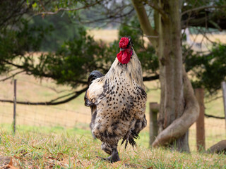 Very Large colourful rooster  free range on a farm 
