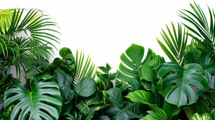 Fototapeta na wymiar Green Tropical Bush Leaves Isolated Indoor Display 