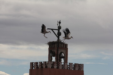 white stork nest on top of church bell