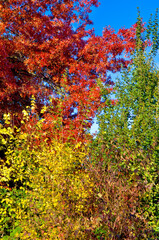 Verdichtete Teleaufnahme von rotem, gelbem und grünem Laub in einem Wald im Herbst im Sonnenlicht