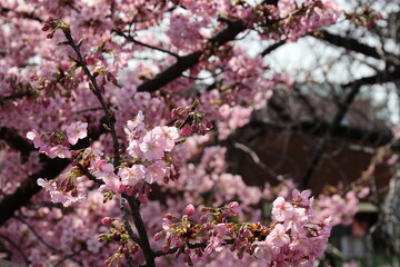 ピンク色の花をつける河津桜