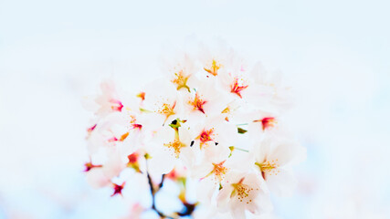 和のイメージや春を感じさせる青空の下で満開に開花した美しい桜の花のクローズアップと背景のボケ