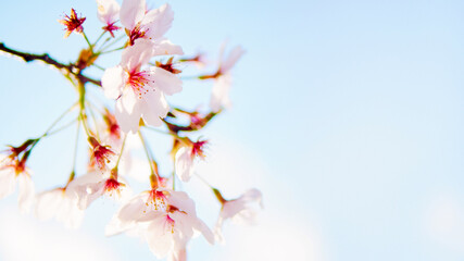 春の季節を感じさせる青空と満開に開花した桜の花のクローズアップとカラフルな背景のボケとコピースペース