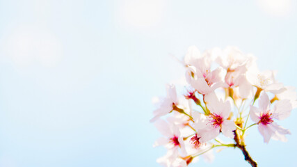 春の季節を感じさせる青空と満開に開花した桜の花のクローズアップとカラフルな背景のボケとコピースペース