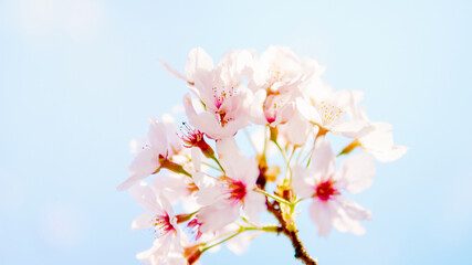 春の季節を感じさせる青空と満開に咲いた桜の花のクローズアップとカラフルな背景ボケ