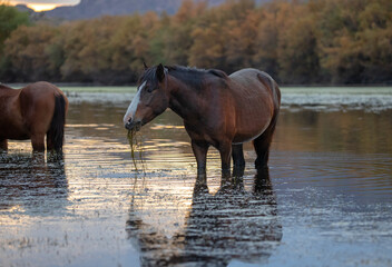 Sunset view of bay chestnut wild horse stallion in the Salt River near Mesa Arizona United States