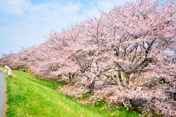 春の季節の青空の下の河川敷の芝生の上に咲くピンク色の満開の桜の花