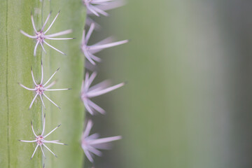 Cactus Prick Close-Up