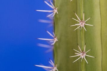 Close up of a Green Cactus with Blue Sky Background