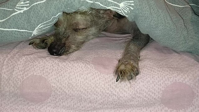 Small Xolo Mexican hairless dog sleeping on bed under blanket, awakening