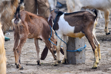 Goats or sheep at animal market. Lamb in the market. Sacrifices on Eid al-Adha. Goat farm. Portrait of a goat close-up. Portrait of a goat on a farm. Beautiful goat posing. Domestic goats.
