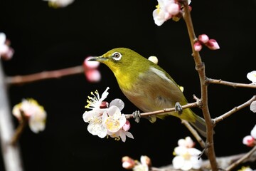 梅とメジロ