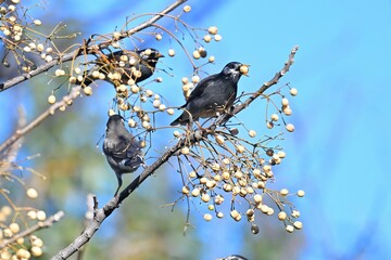 ムクドリとセンダン