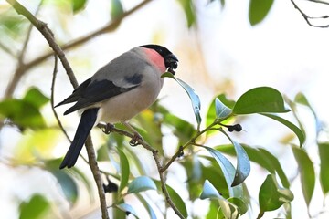 ウソ
