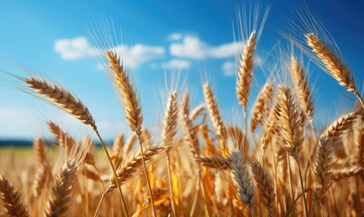Fototapeta premium closeup of wheat field in sunny day