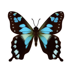 Tropical Blue Swallowtail Butterfly Illustration, Graphium stresemanni. Illustration of Butterflies with realism style. Graphium stresemanni is endemic to the Indonesian island of Seram.