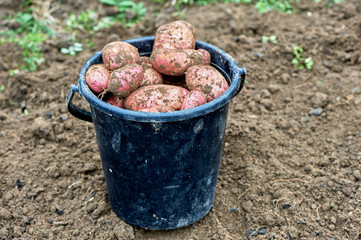a full plastic bucket of freshly dug potatoes