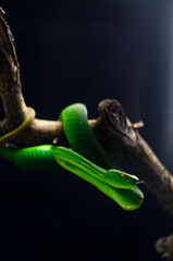 green snake in the dark