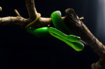 green snake 