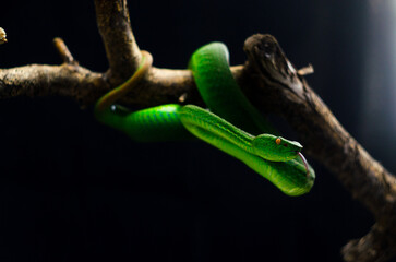 green snake in the dark