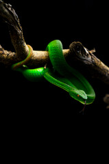 the green snake