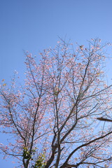 tree branches against blue sky