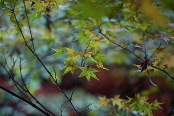 Green maple leaves in the forest at night 
