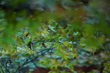 Maple leaves in the forest at night 