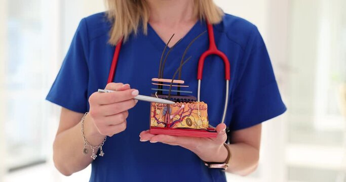 Dermatologist holds artificial anatomical model of human skin with hair
