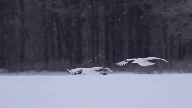 飛翔するタンチョウ　北海道冬の観光
