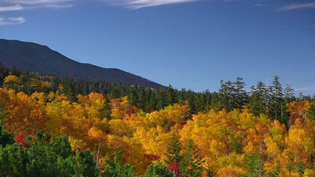 色づき始めたサンゴ草群落 能取湖卯原内の自然風景 北海道網走