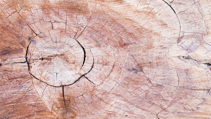 Bark from a large tree trunk. Woodgrain pattern For use in making wallpaper or background