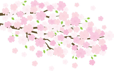 Obraz na płótnie Canvas 만개한 벚꽃 나무가지