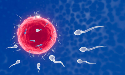 The sperm is directed towards the egg. To do human mating. A pre-fertilization model between an egg and a sperm. 3D Rendering - obrazy, fototapety, plakaty