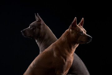 Profile portraits of two Thai Ridgeback dogs, one in silver-blue and the other in copper hue, exhibit a regal stance against a dark backdrop
