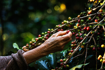 grandma collected raw coffee beans in the coffee farm in the valley, project in the royal...