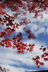 Maple leaves and maple tress
