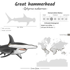 Sphyrna mokarran Great Hammerhead shark geographic range