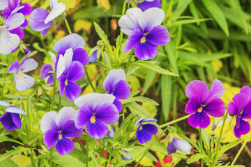 Blooming ornamental shrub of lilac-blue pansy in a summer garden bed.