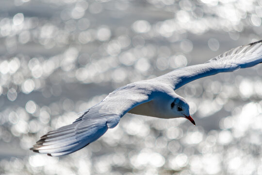 M&ouml;we im Flug, Nordsee