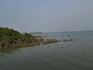 mangroves of sundarbans