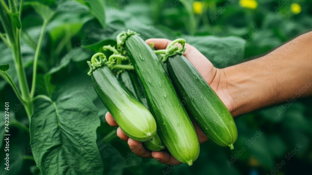 Poster close-up of a man's hands holding a bunch of zucchini, harvesting in a greenhouse generative ai