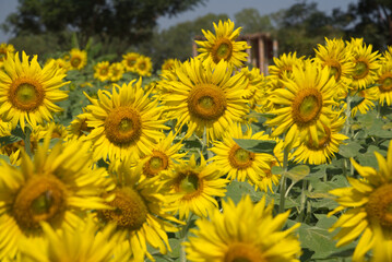 Obraz premium Sunflowers