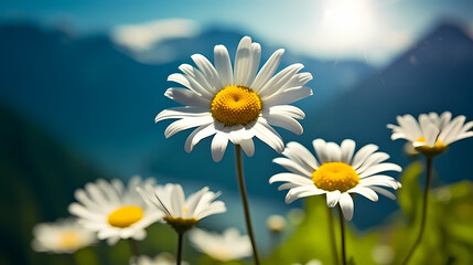 Daisy flower background, spring nature background