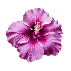 Naklejka premium purple hibiscus flower on front view png