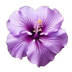 Naklejka premium purple hibiscus flower on front view png