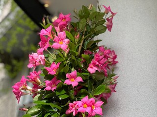 Mandevilla dipladenia pink flowers climbing ornamental plant.