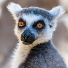 Portrait of a lemur in the zoo